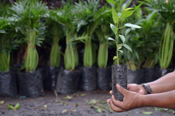 Un millón de árboles nuevos para Medellín