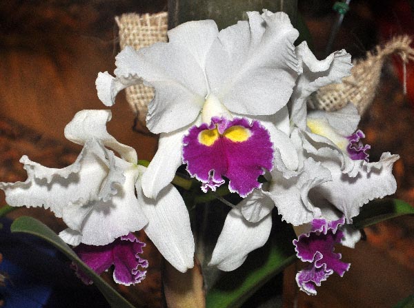 Orquídeas, Pájaros y Flores, un encuentro natural