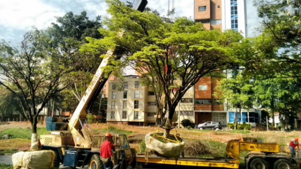 Trasplante de árboles para conservar en Parques del Río